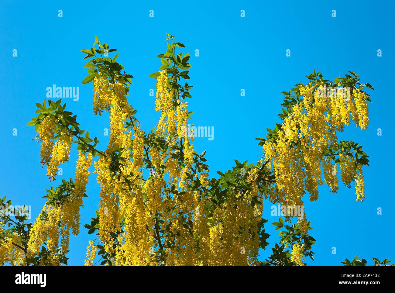 Profusely flowering Laburnum x watereri vossii AGM against a clear blue sky in mid-Spring in UK Stock Photo