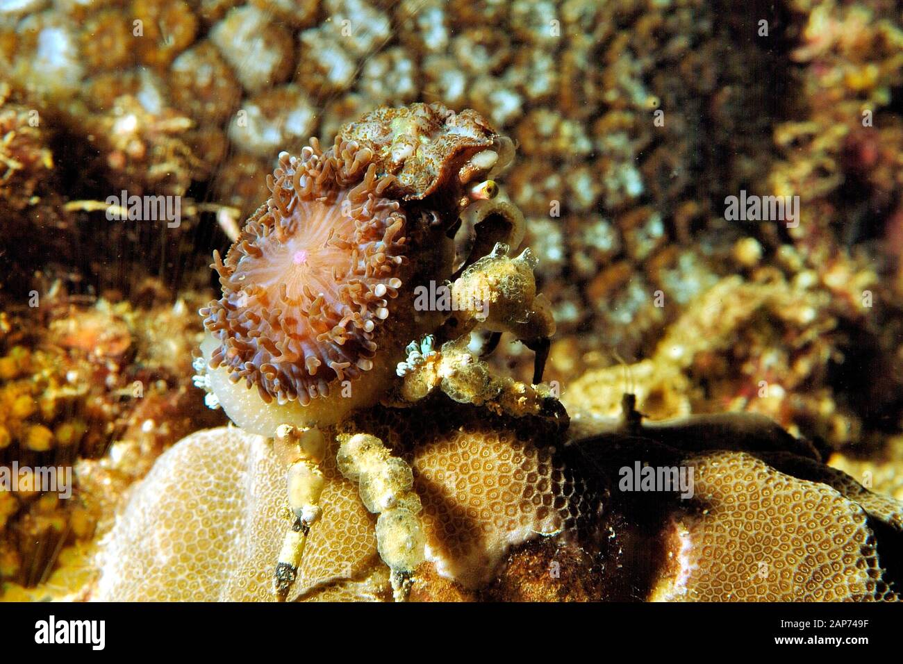 Decorator Crab Stock Photos Decorator Crab Stock Images Alamy