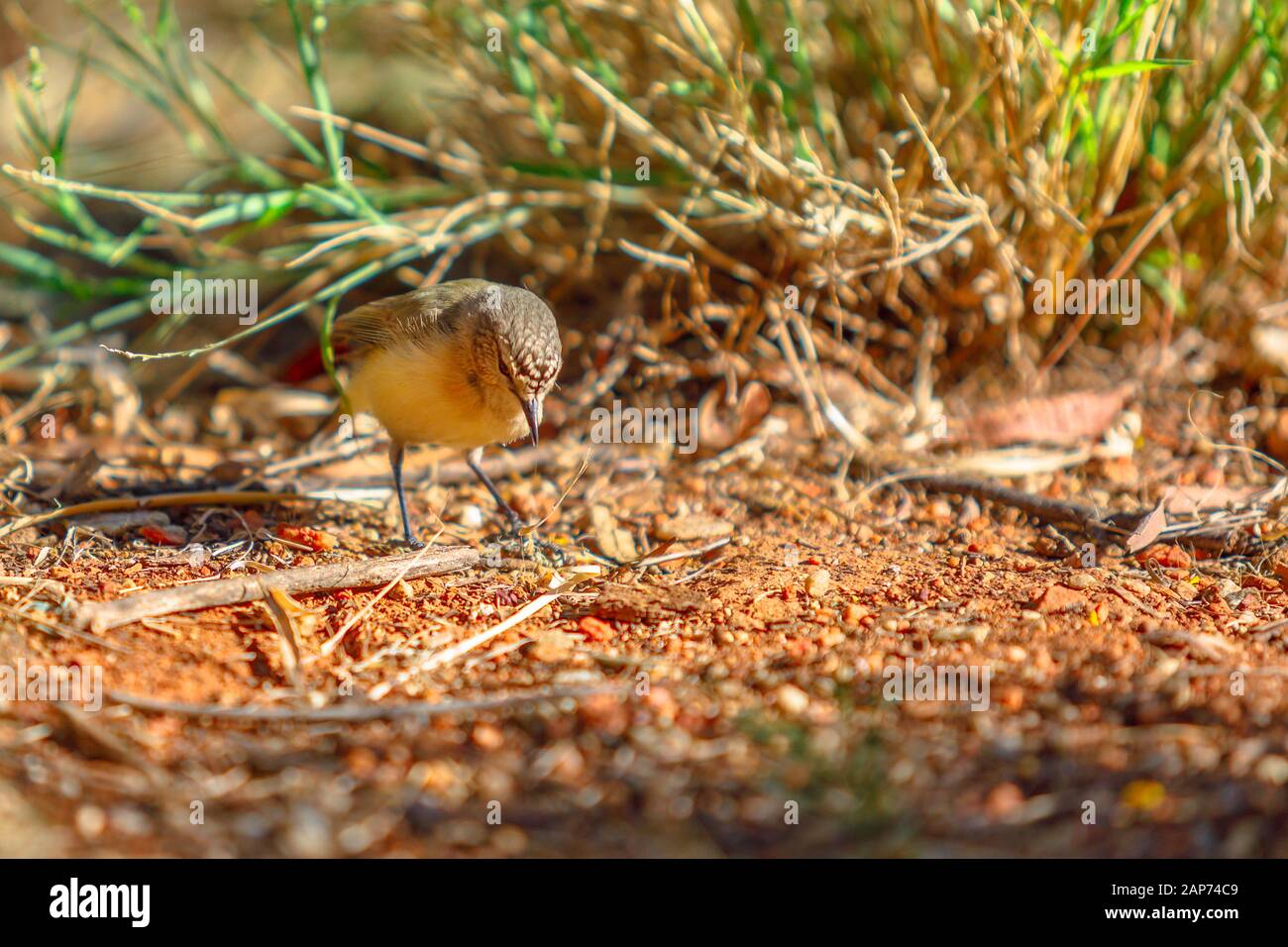 The brown thornbill, Acanthiza pusilla, a passerine bird, resting on the ground in the undergrowth. Desert Park at Alice Springs, MacDonnell Ranges in Stock Photo