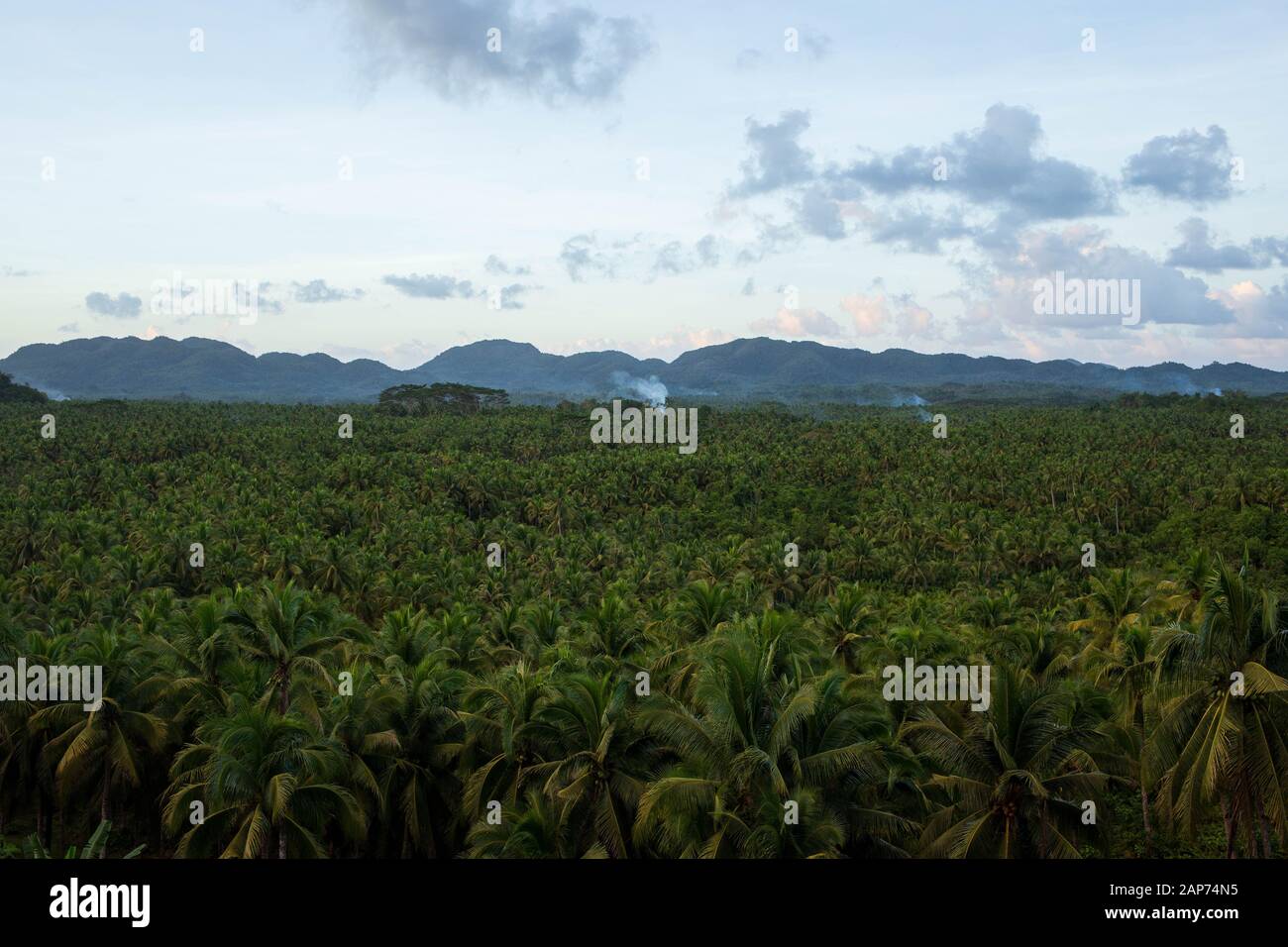 Plumes of smoke rise from dense coconut palm forest as farming villages burn debris Stock Photo