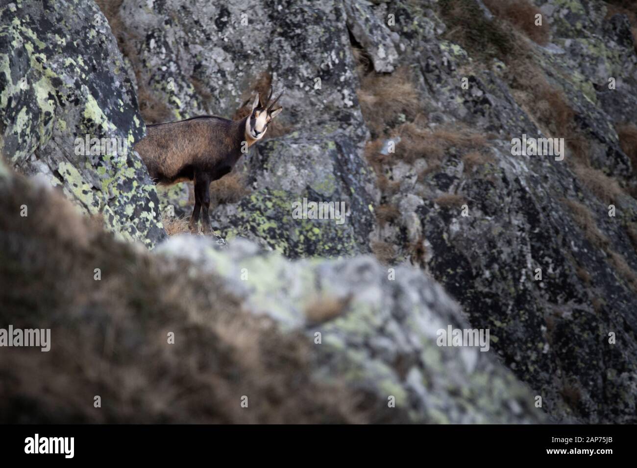 Rupicapra is a genus of goat-antelope called the chamois. They belong to the bovine family of hoofed mammals, the Bovidae. Retezat National Park wild. Stock Photo