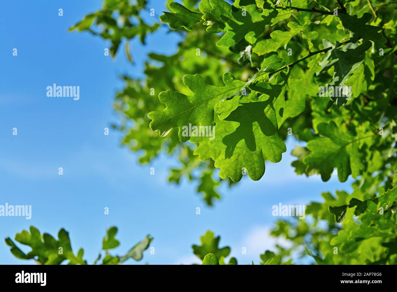 New young oak leaves hi-res stock photography and images - Alamy