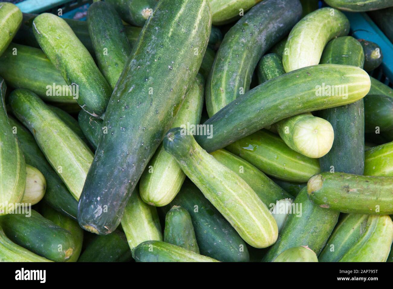 Cucumbers vegetables Thailand Stock Photo