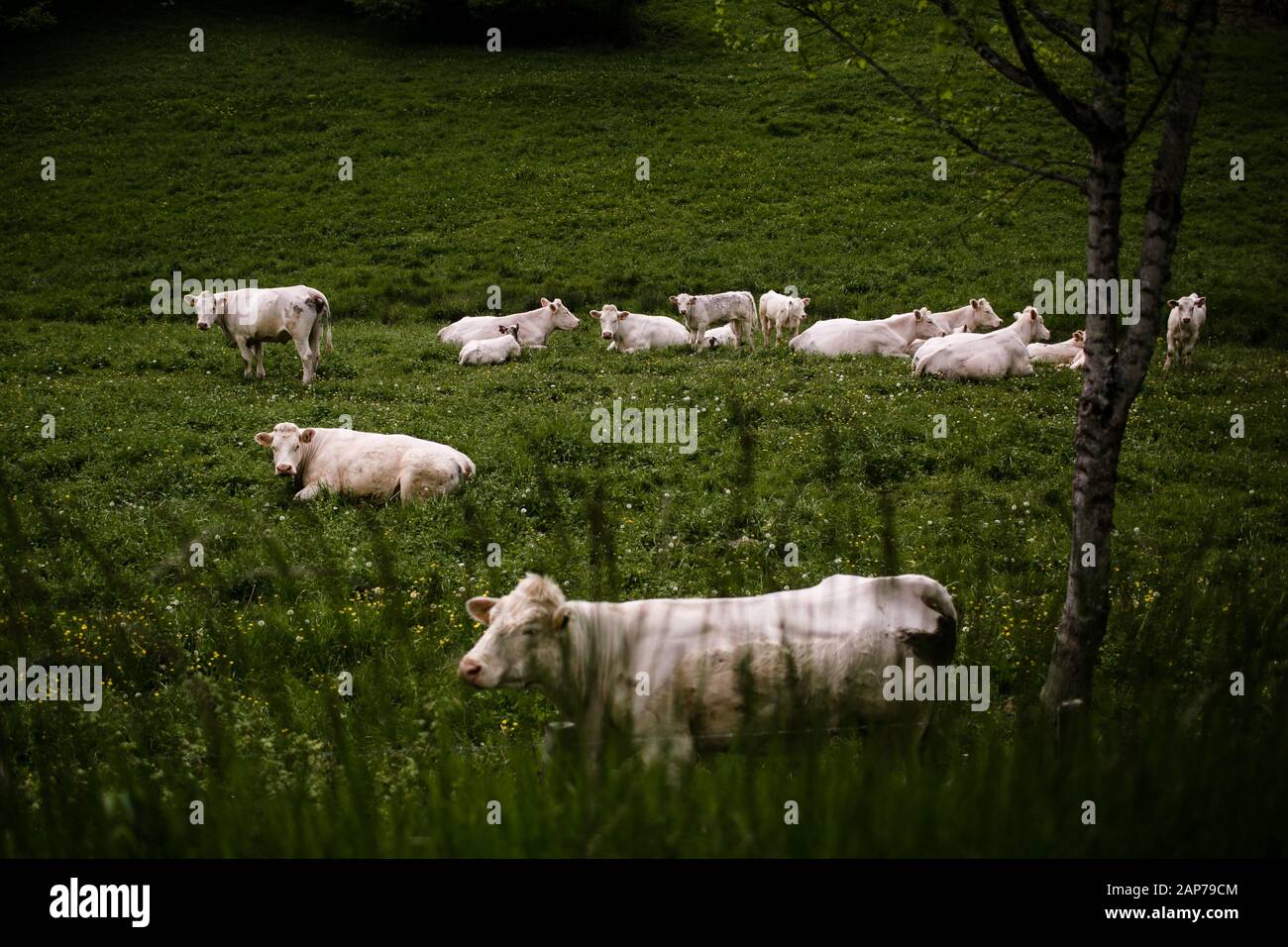 Cows Lounging in Field in French Countryside Stock Photo