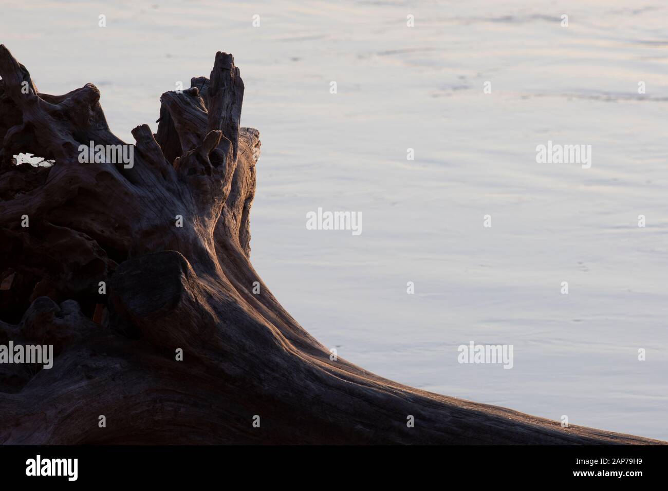 A log on the side of the Clark Fork river at sunrise Stock Photo