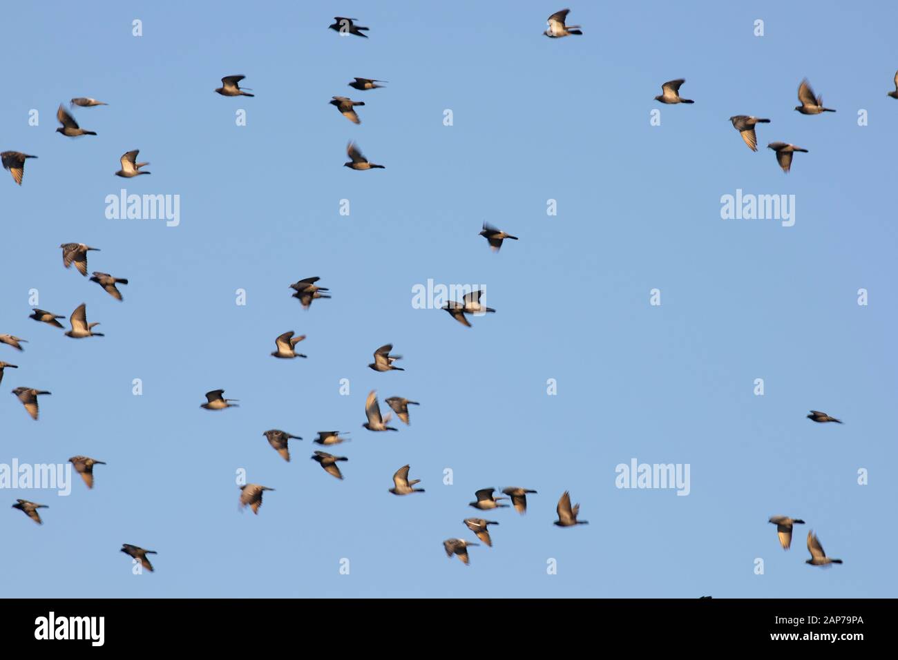 A group of birds migrate in fall. Stock Photo