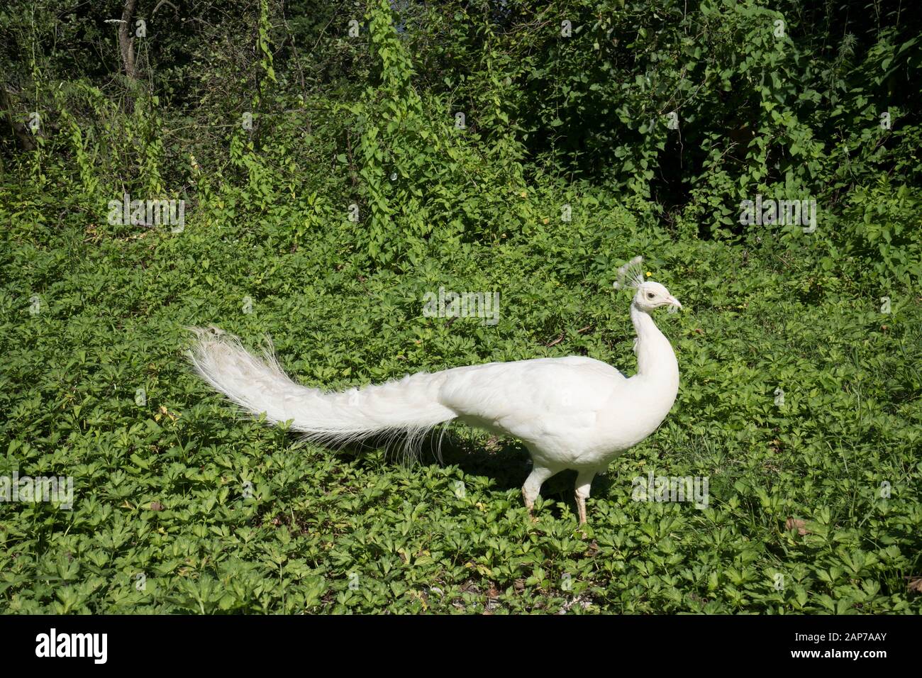 A white peacock in the lush vegetation Stock Photo