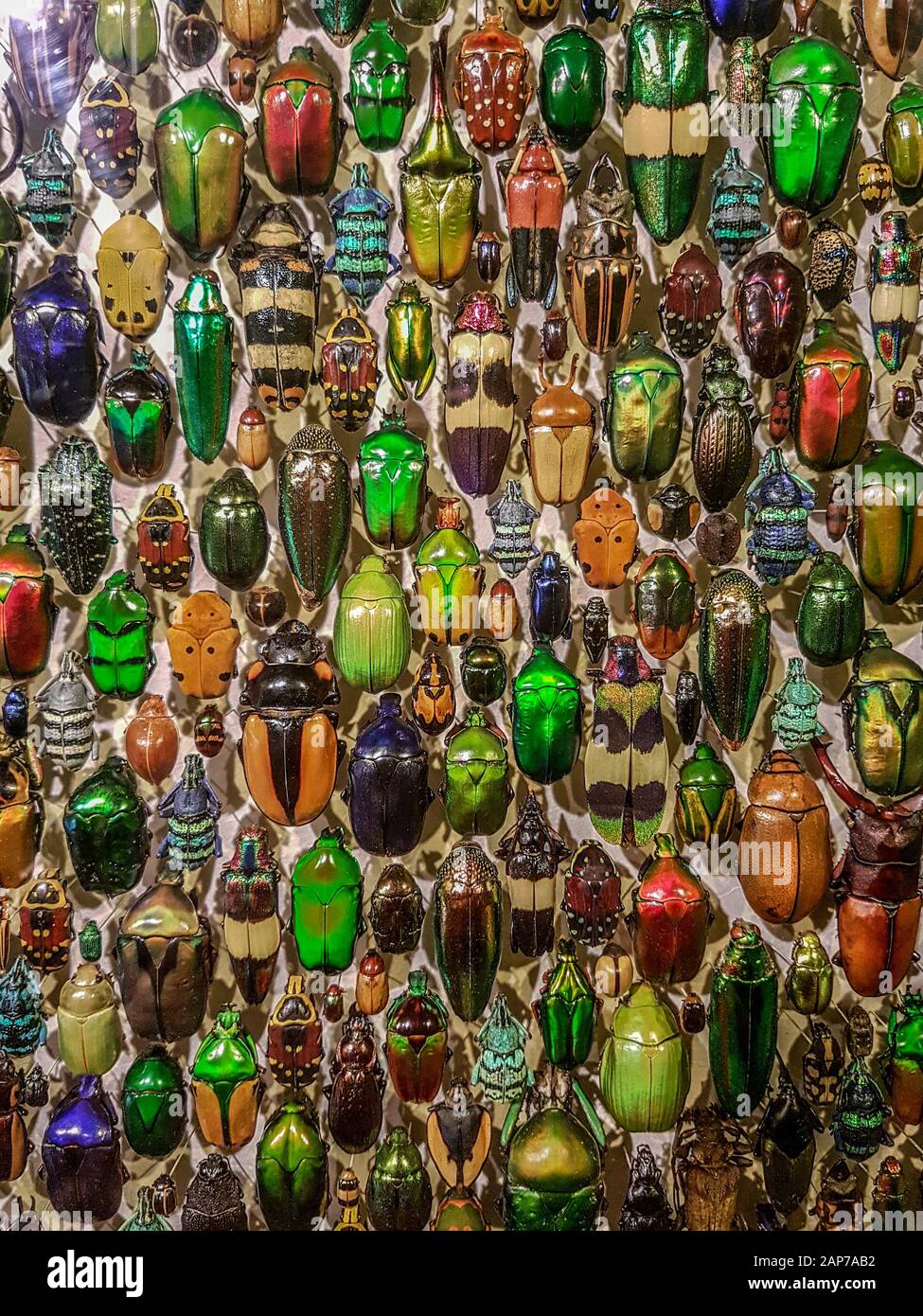 scarab close up insect beetle Stock Photo - Alamy