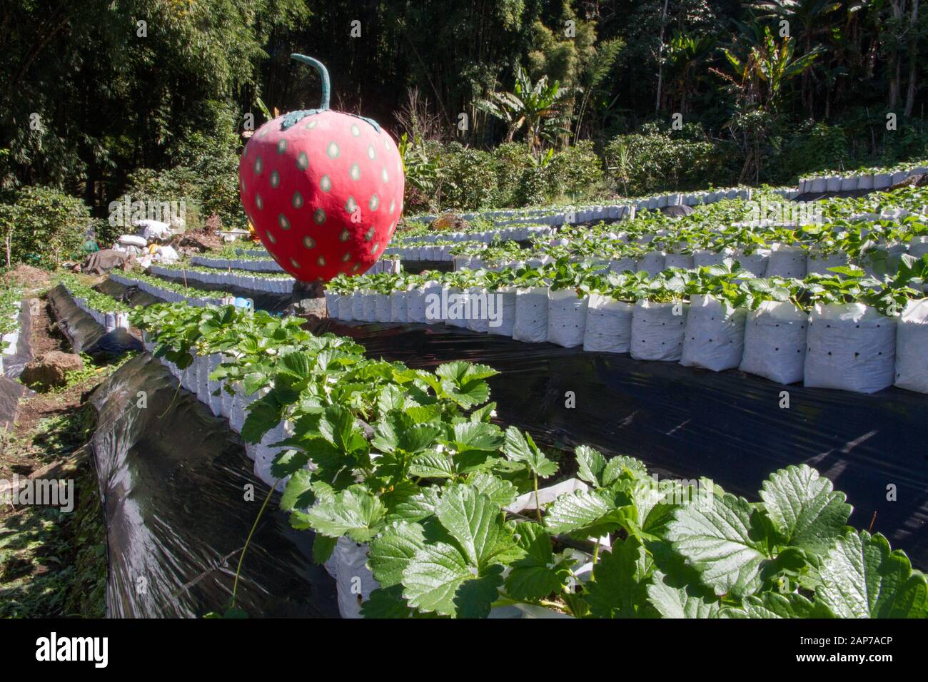 strawberries field coltivation in Hmong village, Chiang Mai Thailand Stock Photo Alamy