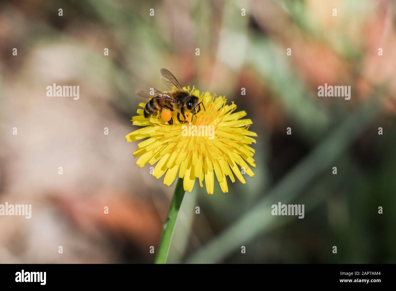 A tiny bee sitting on a yellow Flower Stock Photo