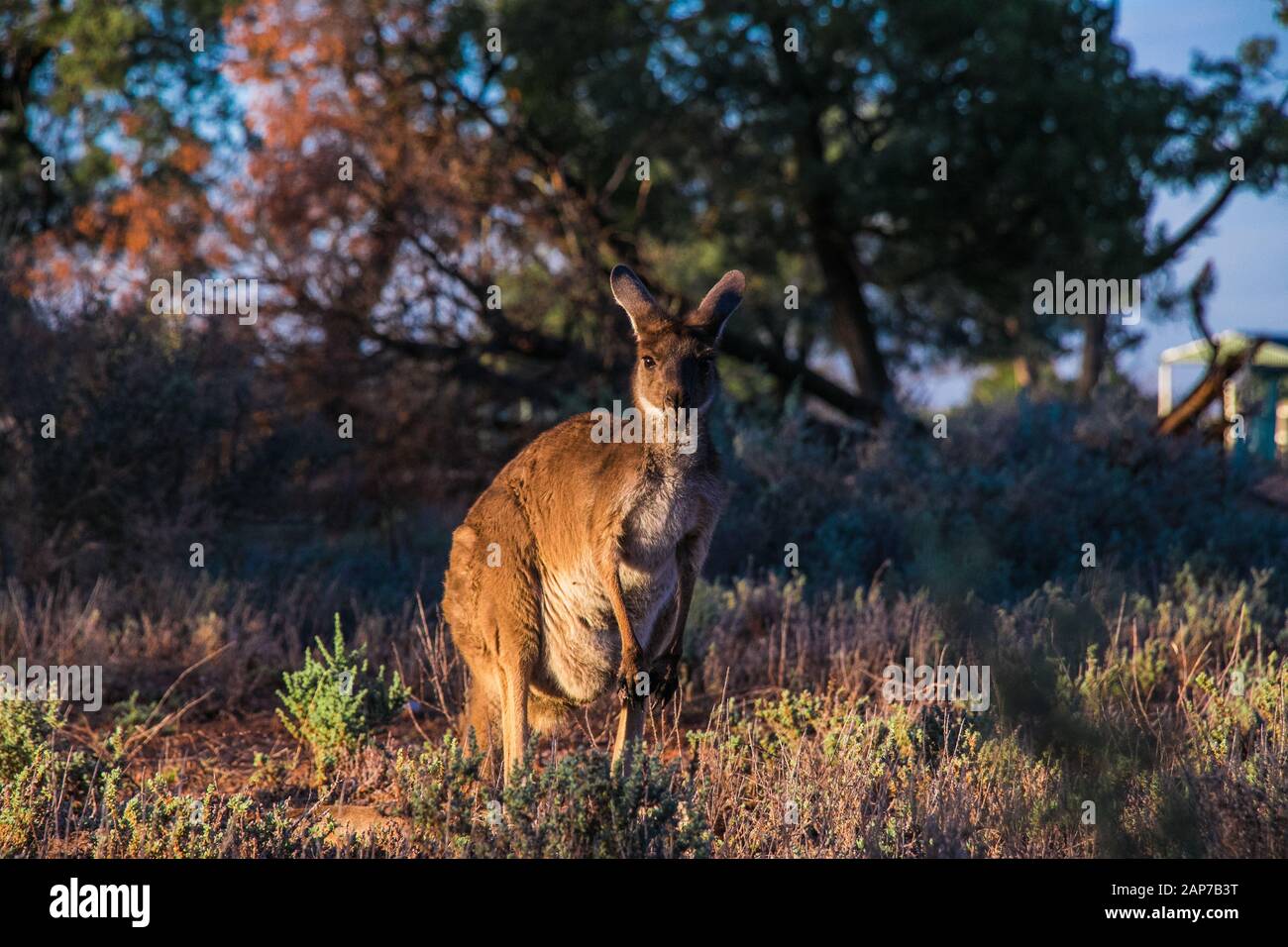 A Kangaroo in the Australien outback Stock Photo - Alamy