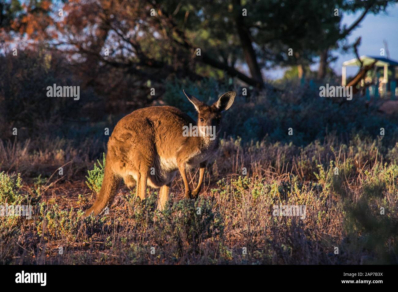 A Kangaroo in the Australien outback Stock Photo - Alamy