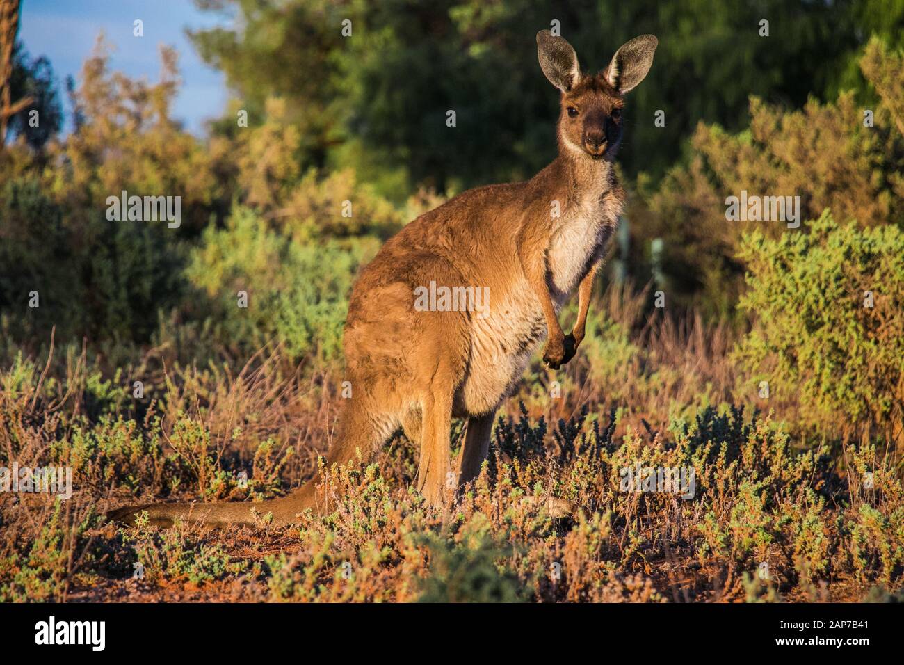 A Kangaroo in the Australien outback Stock Photo - Alamy