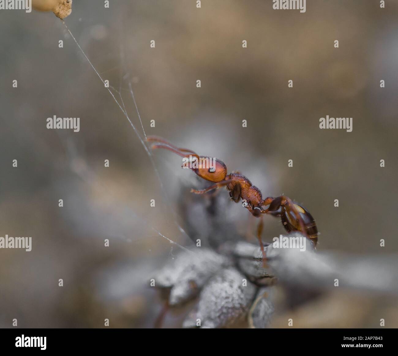 Tiny ants as macro shot, close up Stock Photo