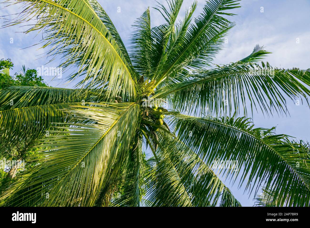 A Palm Tree and blue sky with clouds in the background Stock Photo - Alamy