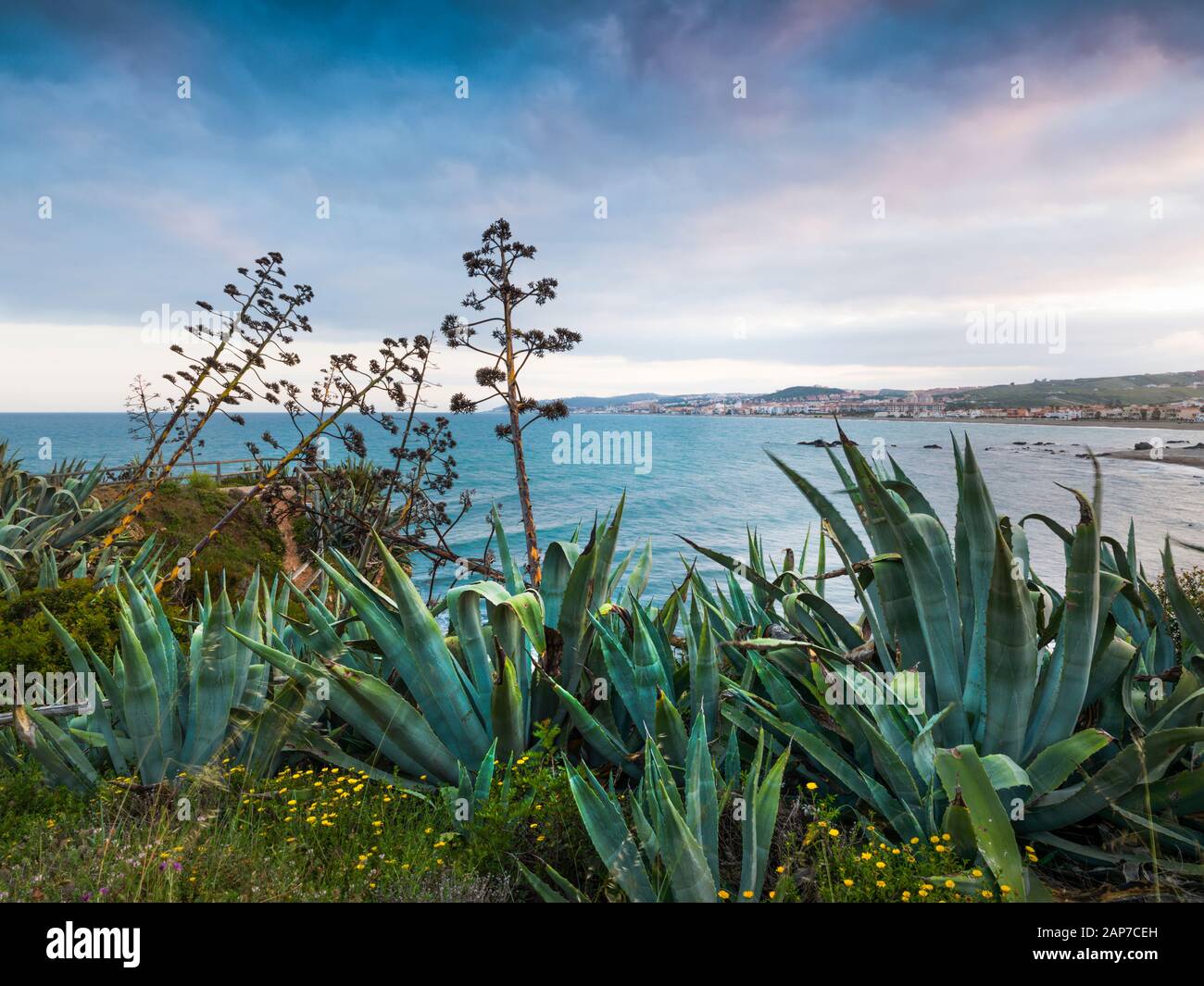 aloe vera zentrum Aloe Vera – Liberty Landscape Supply main image 0