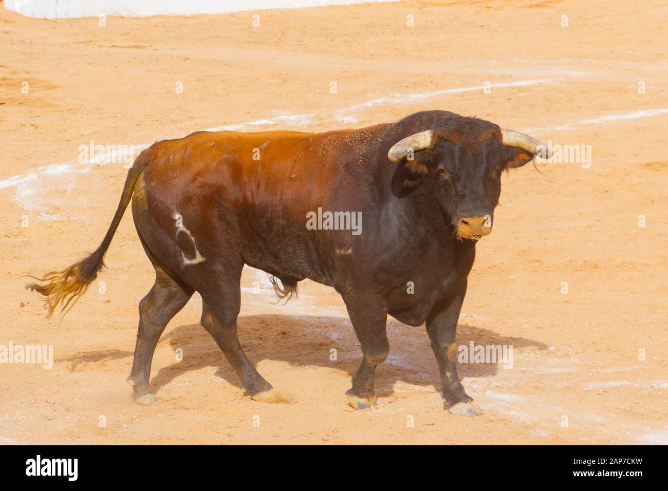 Fighting bull Stock Photo