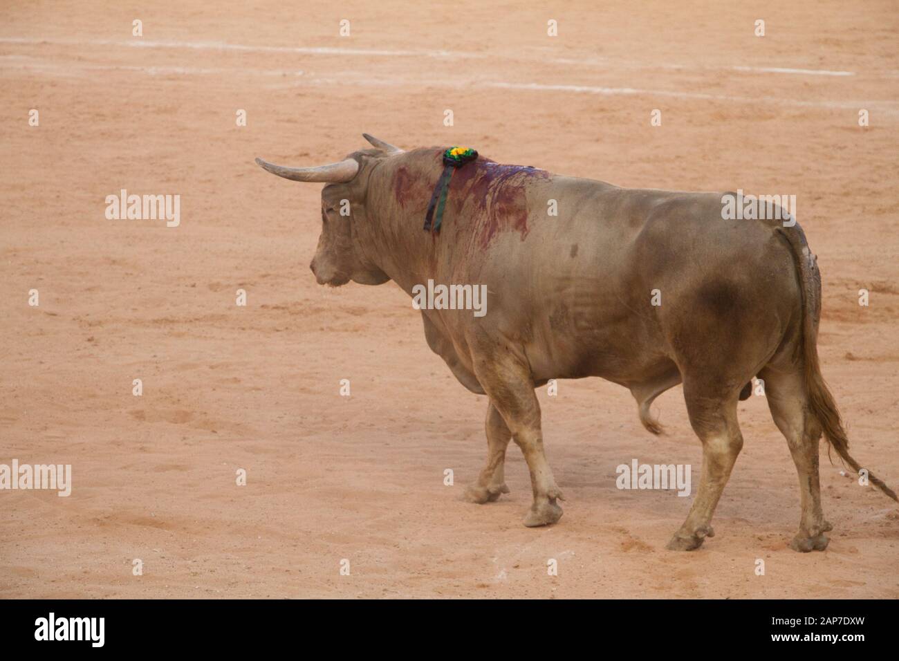 Fighting bull Stock Photo