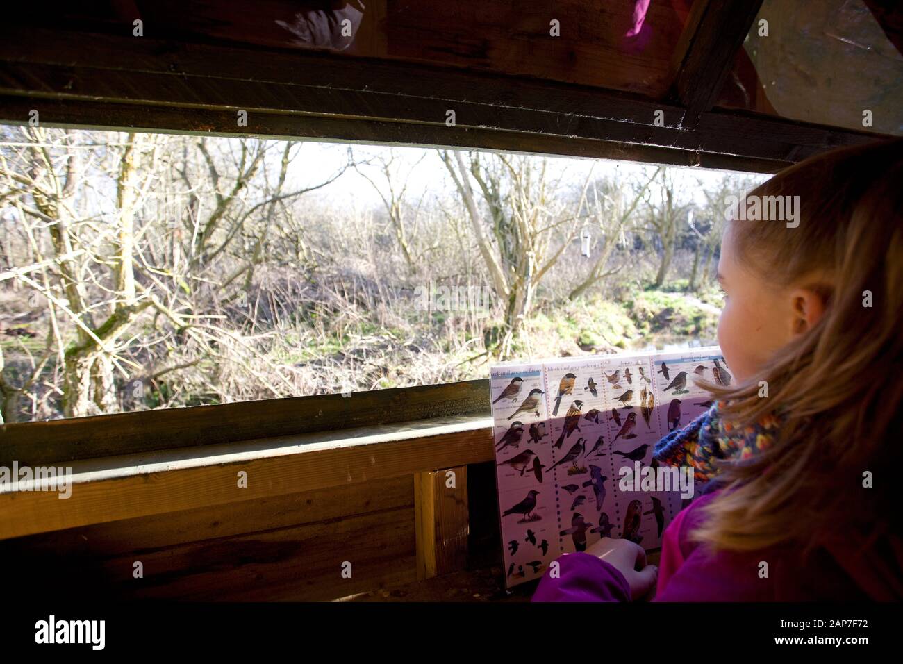 Young girl in bird hide waiting for birds. Oxfordshire England Stock Photo