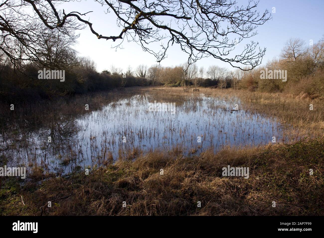 Flooded fields at Chimney Meadows nature reserve, Oxfordshire England Stock Photo