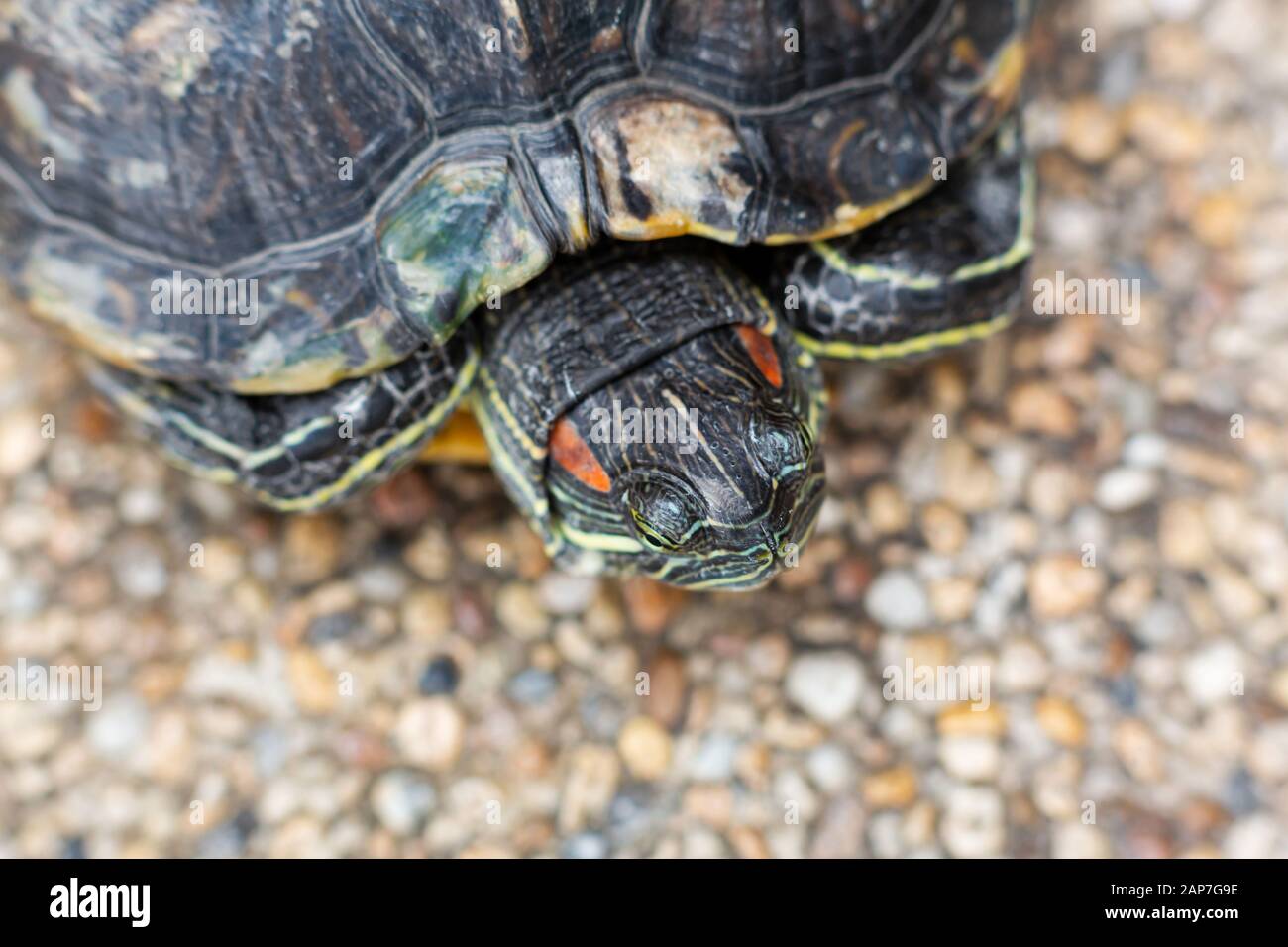Red Eared Terrapin - Trachemys scripta elegans. Red eared slider turtle ...