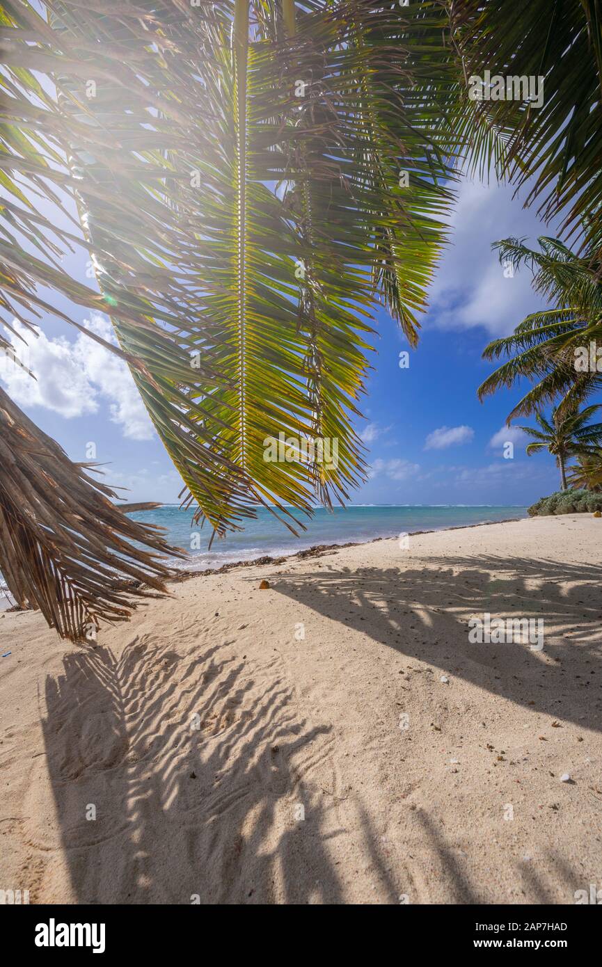 Palm trees and sandy beach, perfect tropical location, Grand Cayman