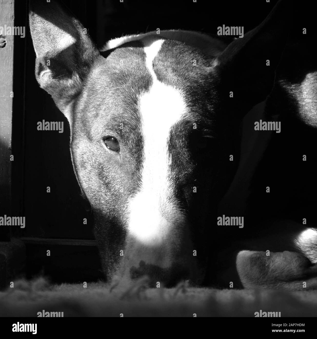 Portrait white bull terrier Black and White Stock Photos & Images - Alamy