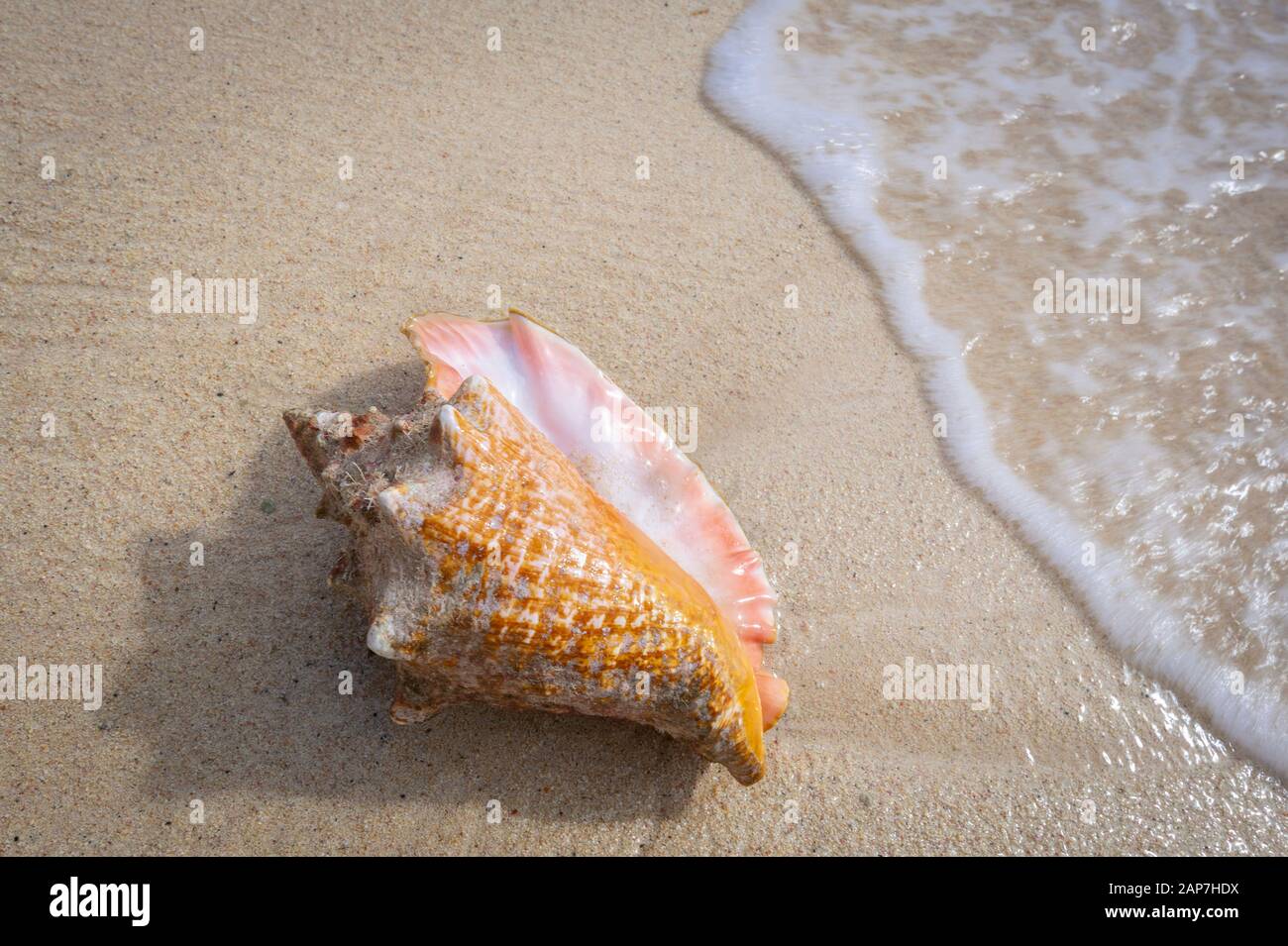 Conch Shell Washed Ashore On Beautiful Sandy Beach, Grand Cayman Island