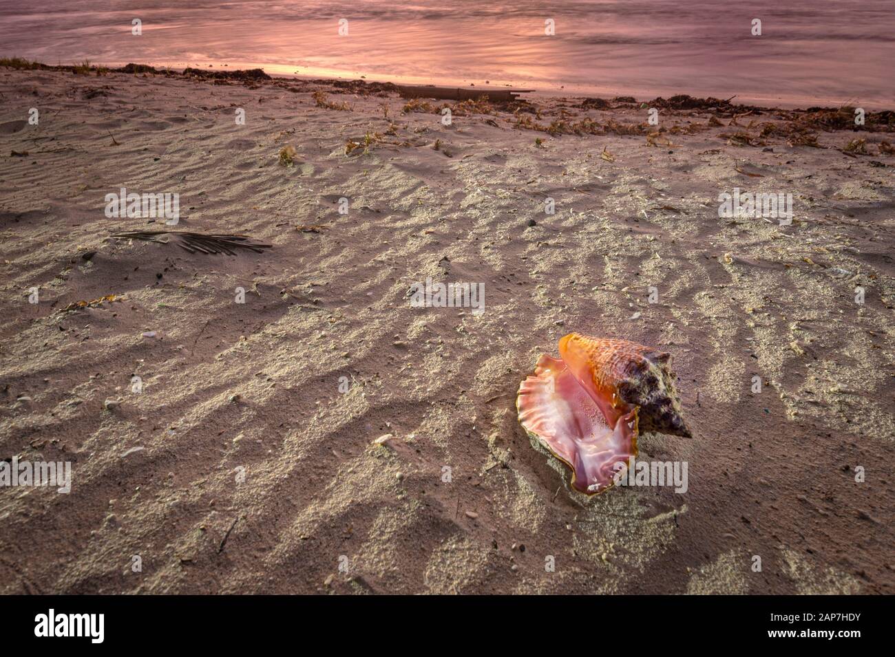 Conch Shell Washed Ashore On Beautiful Sandy Beach, Grand Cayman Island