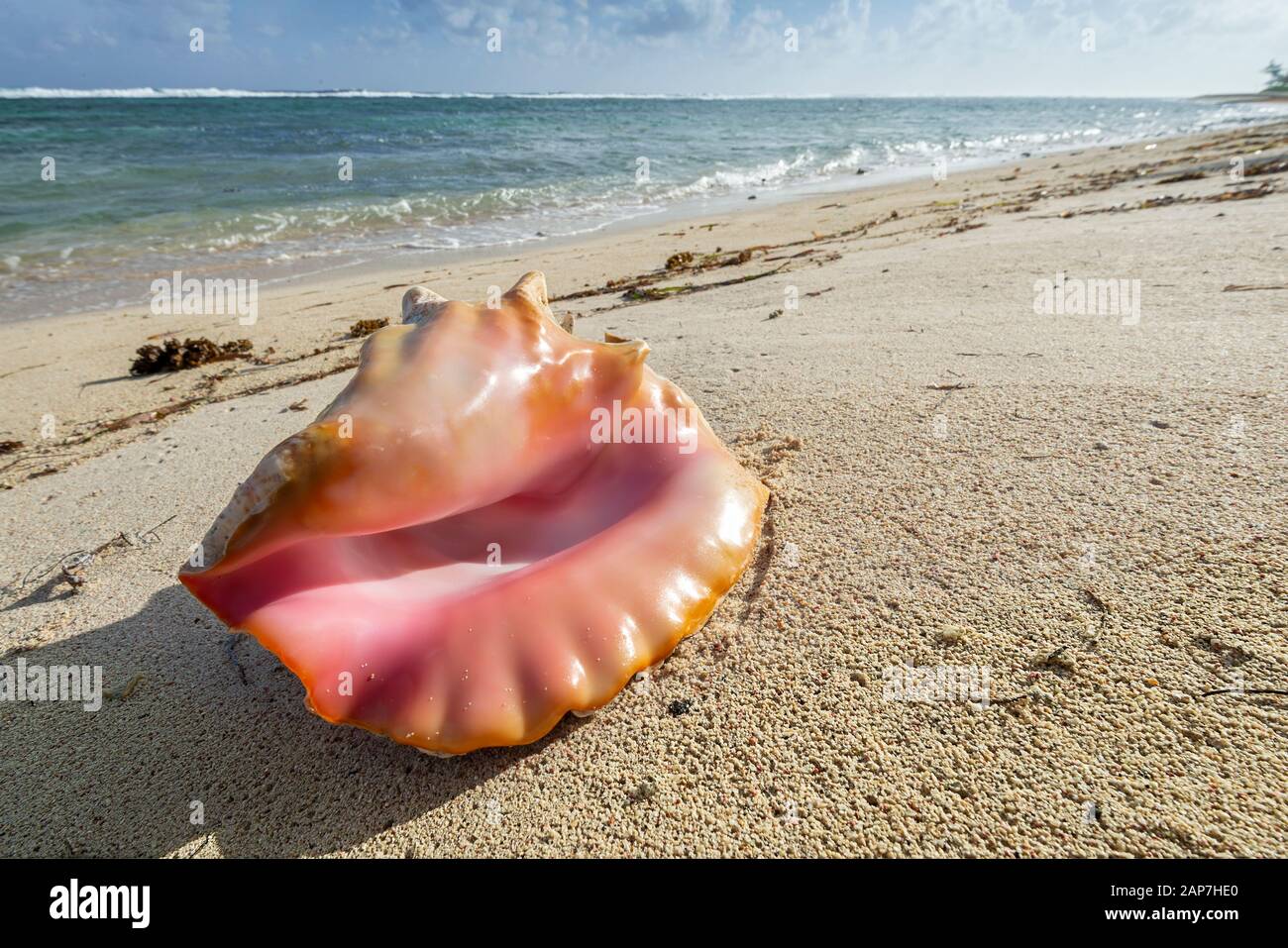 Conch Shell Washed Ashore On Beautiful Sandy Beach, Grand Cayman Island
