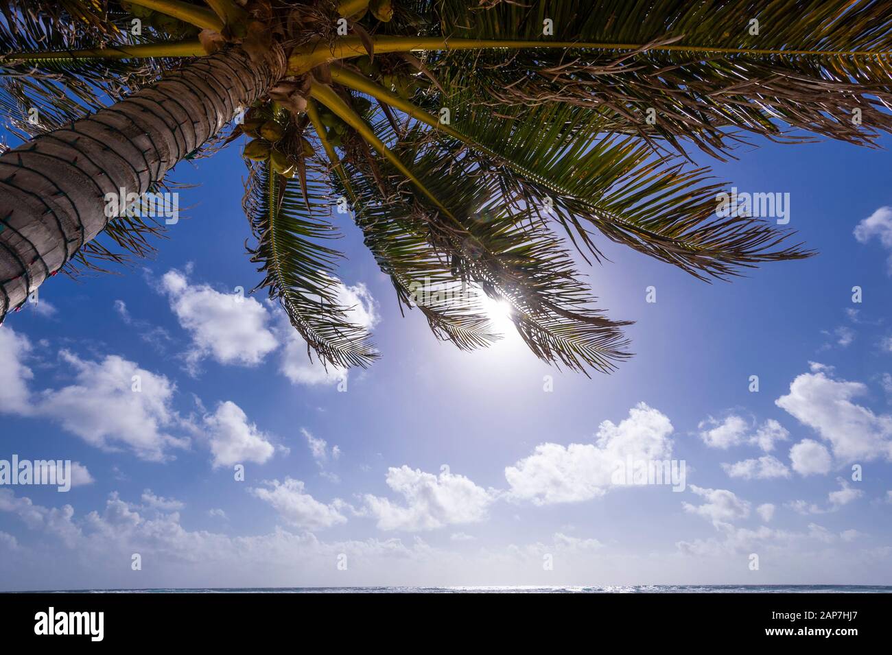 SUNNY ORANGE PALM