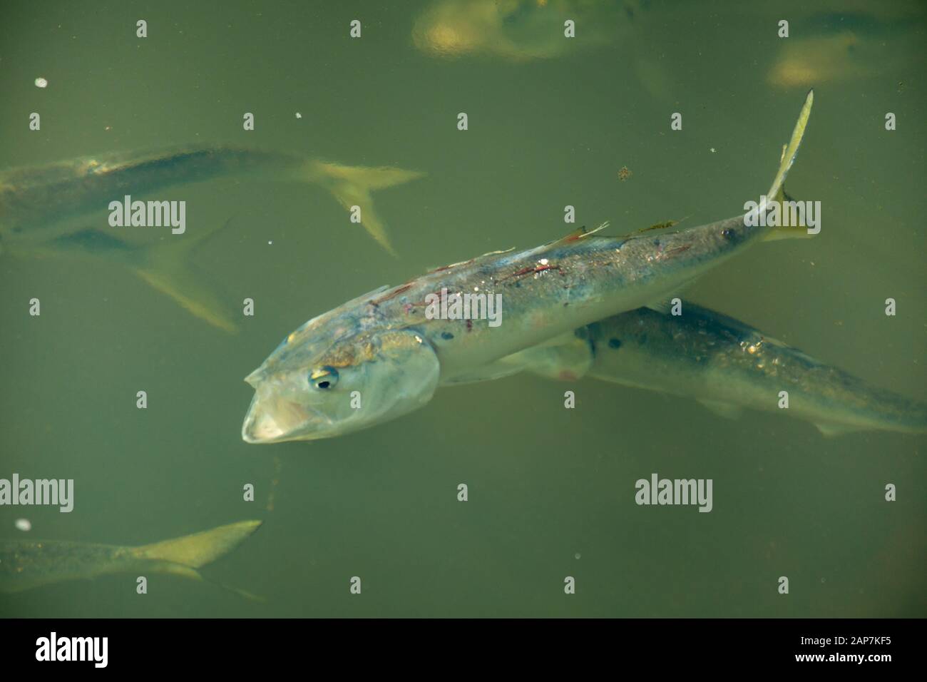 Sick menhaden baitfish swimming with parasites. Stock Photo