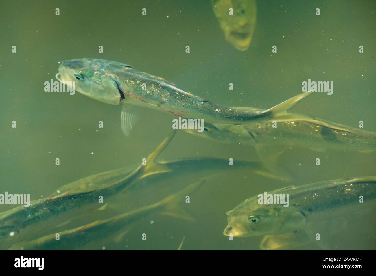 Parasites on menhaden bait fish Stock Photo