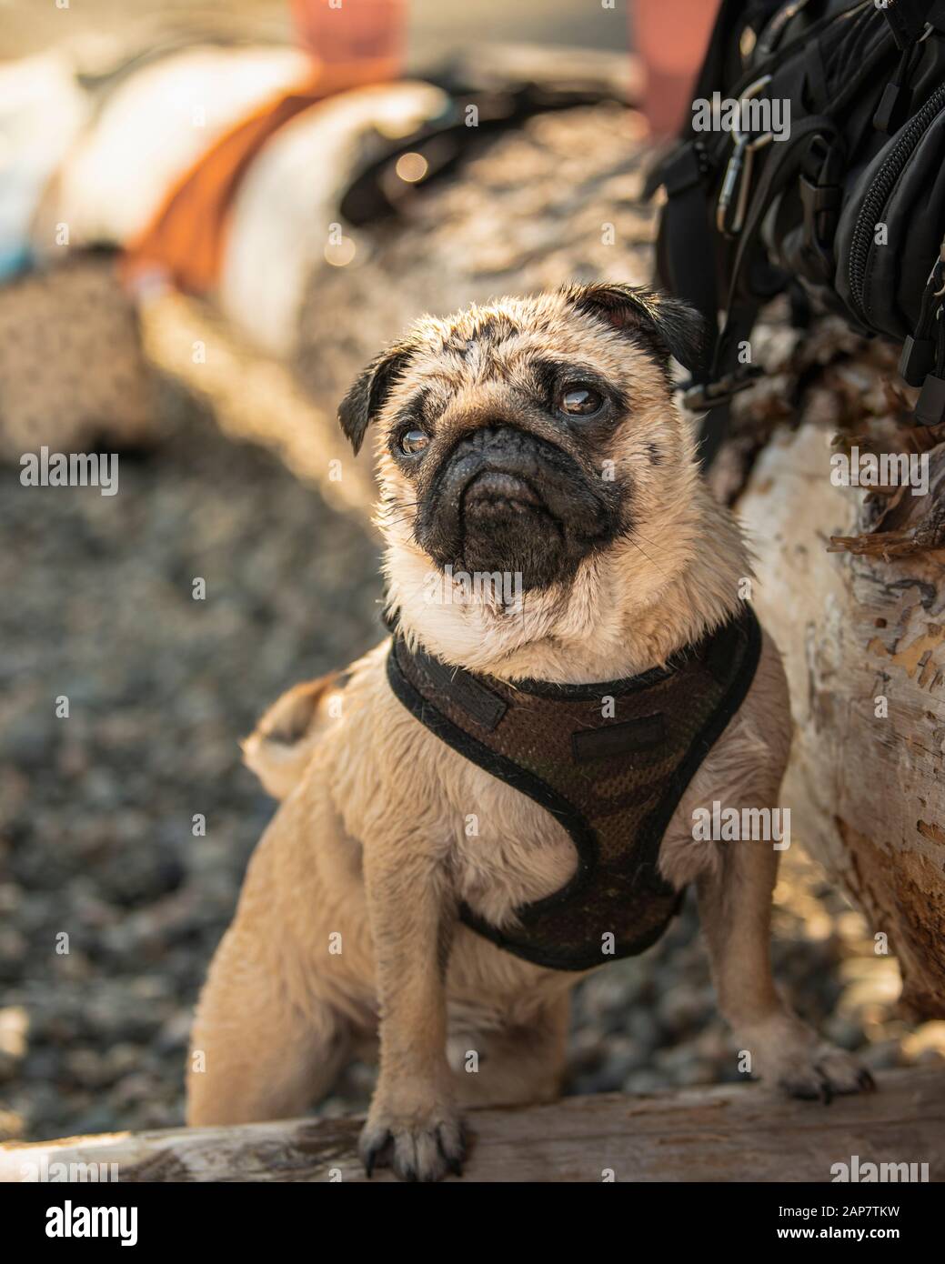 Wet Pug At The Beach Stock Photo Alamy