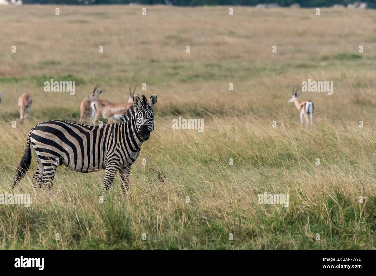 A herd of zebras grazing and walking in the plains of Africa inside ...