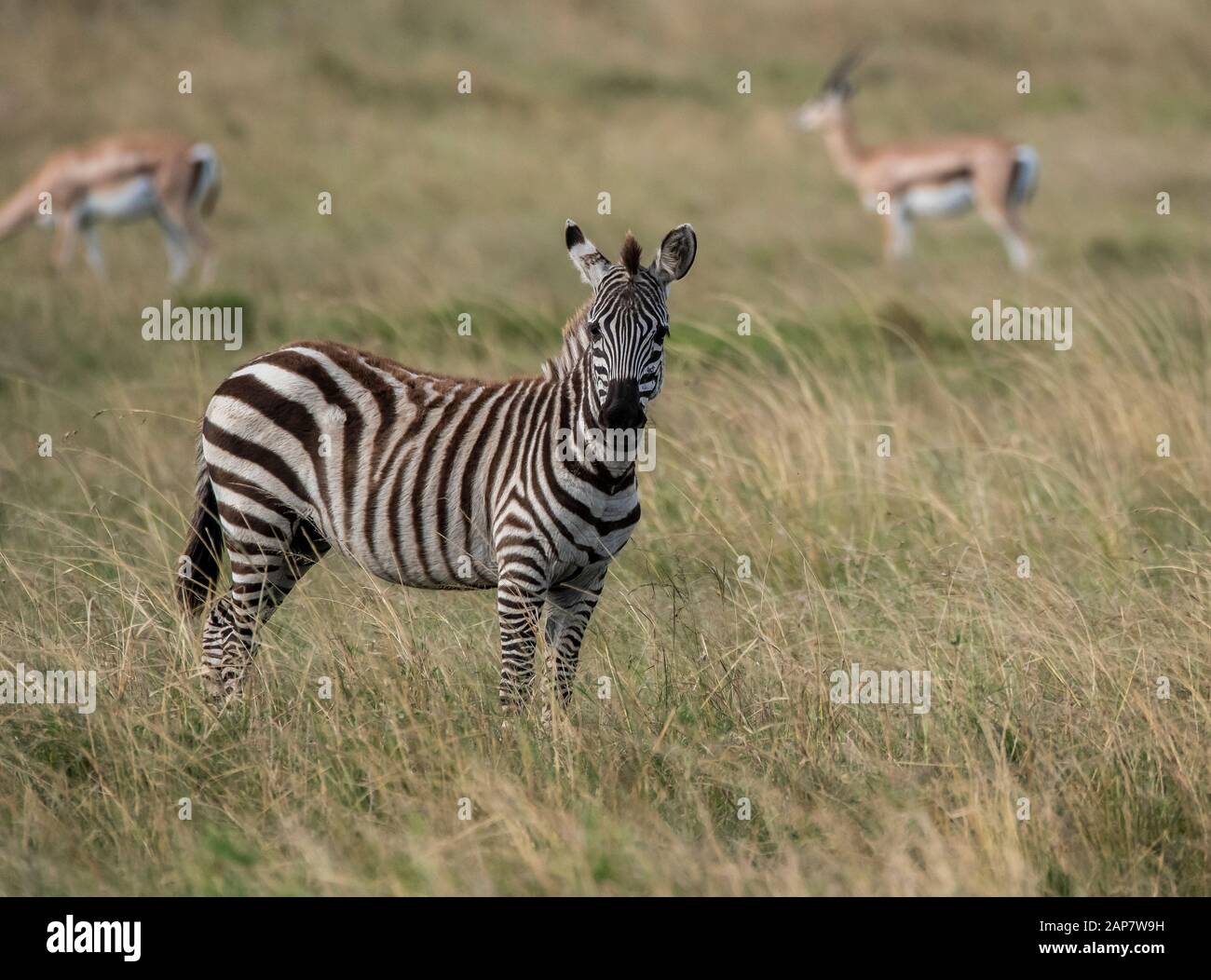 A herd of zebras grazing and walking in the plains of Africa inside ...