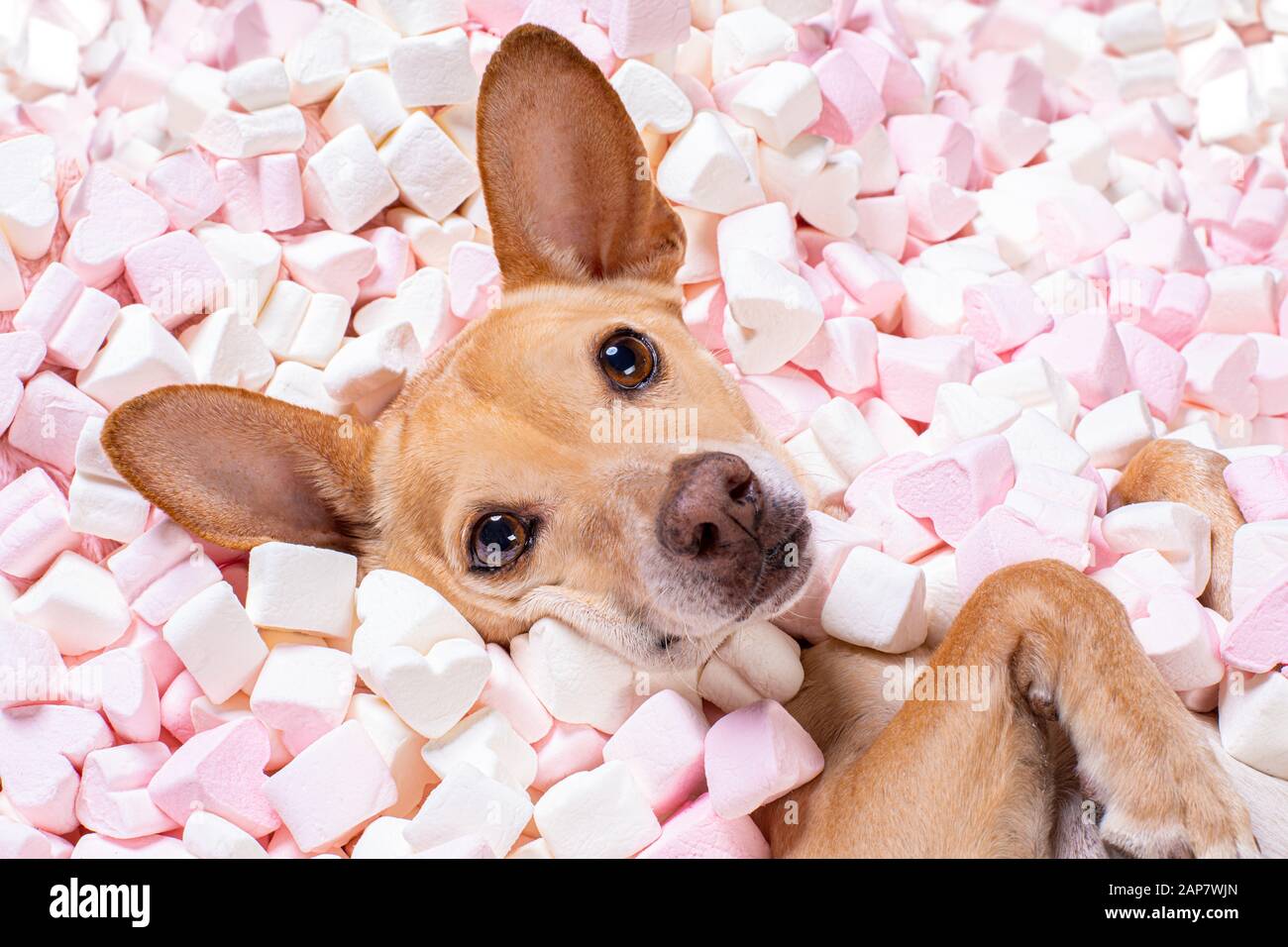 What Happens If Dogs Eat Marshmallows