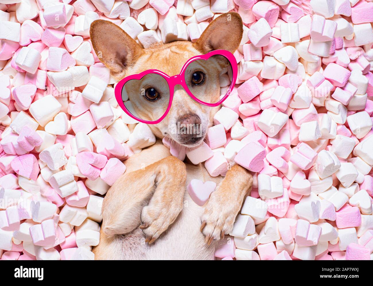 dog ate marshmallows