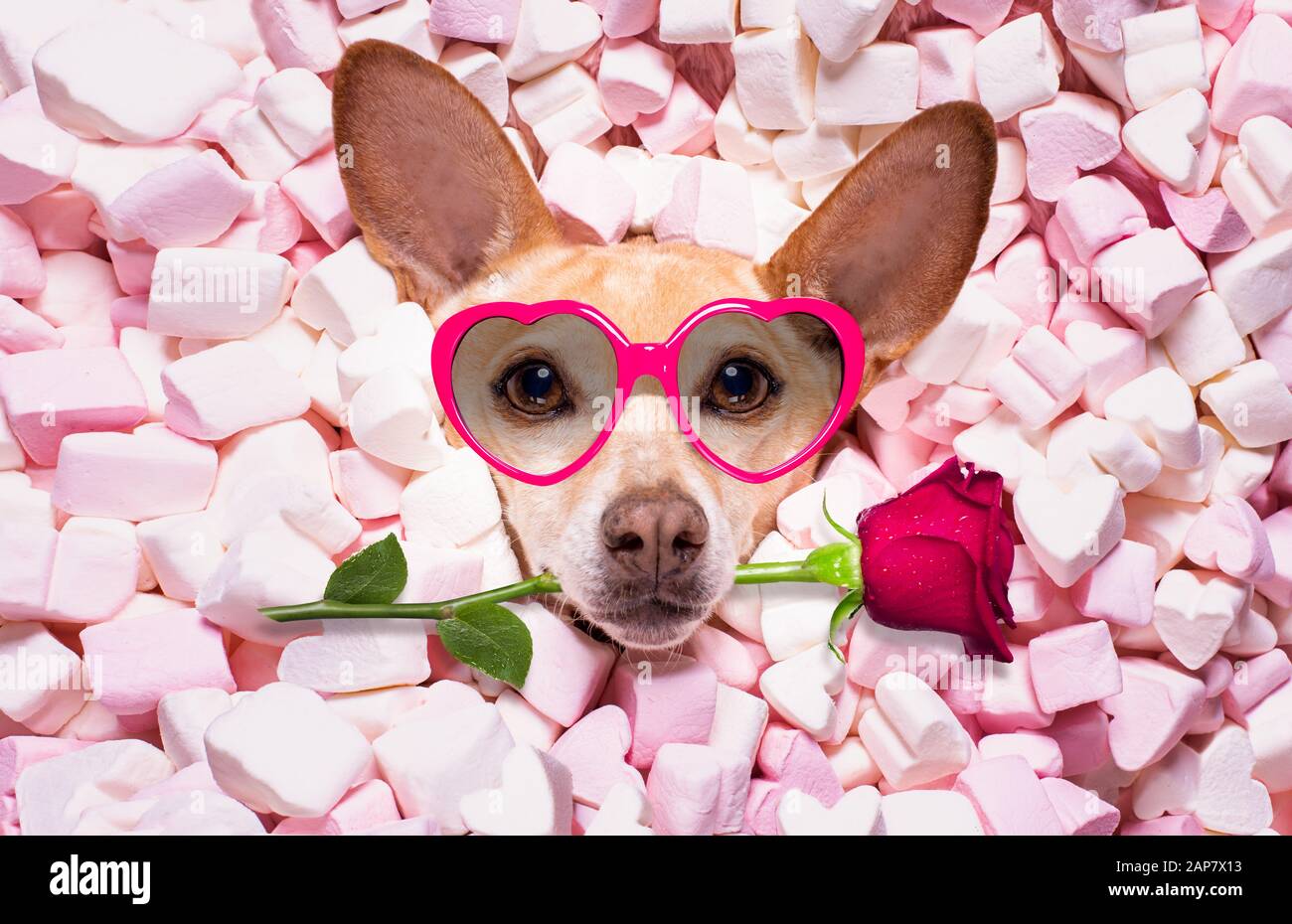 chihuahua dog looking and staring at you ,while lying bed full with