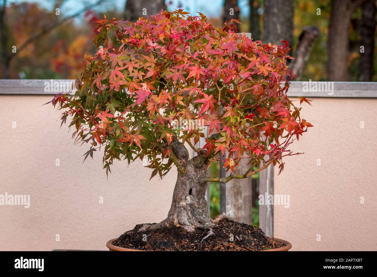 Japanese Maple Bonsai High Resolution Stock Photography And Images Alamy