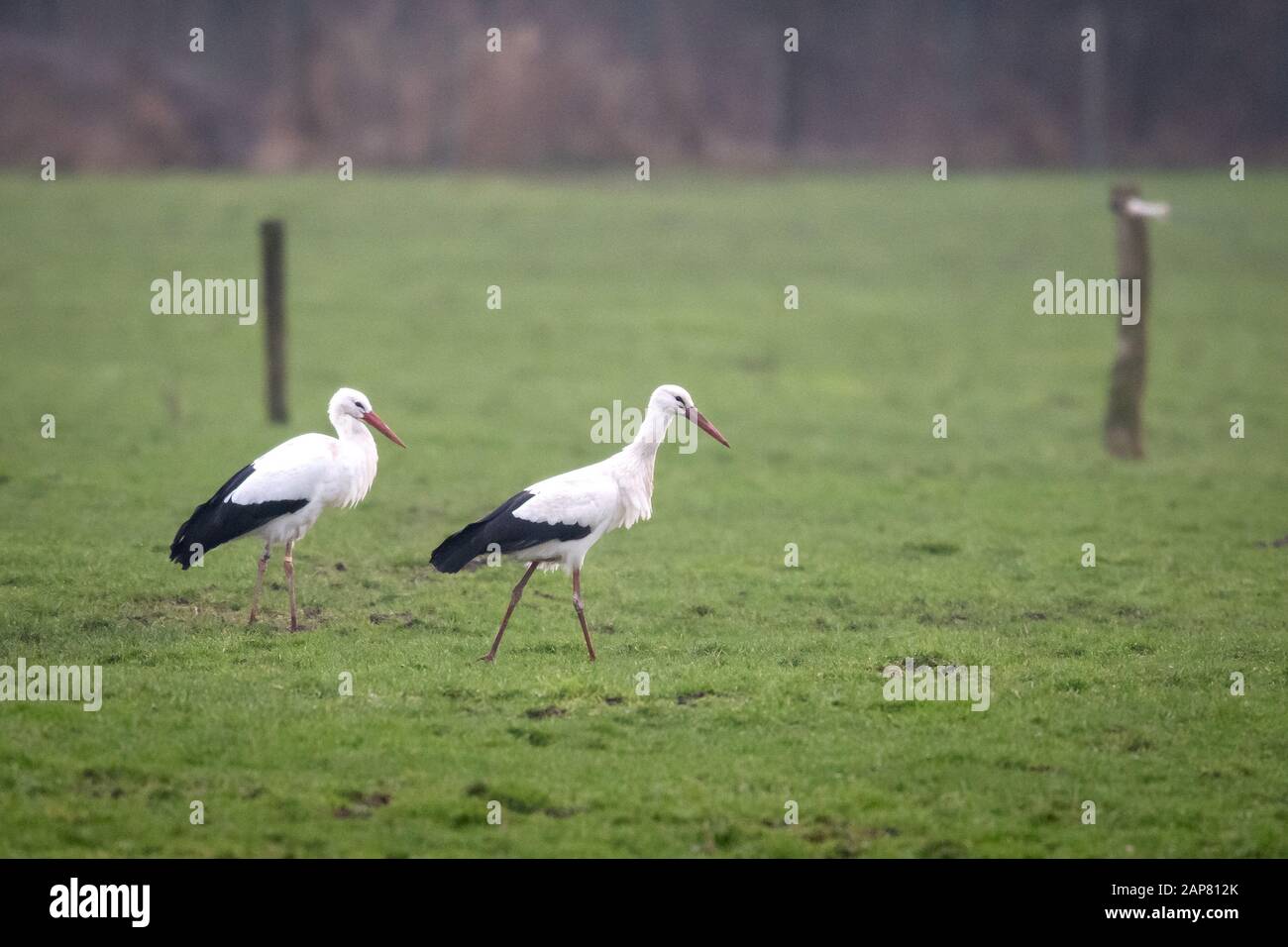 Bern, Germany. 21st Jan, 2020. Two storks run across a meadow. An unusually large number of storks spend the winter in northern Lower Saxony instead of flying south. Credit: Sina Schuldt/dpa/Alamy Live News Stock Photo