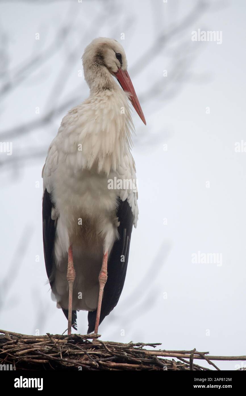 Bern, Germany. 21st Jan, 2020. A stork stands on a nest. An unusually large number of storks spend the winter in northern Lower Saxony instead of flying south. Credit: Sina Schuldt/dpa/Alamy Live News Stock Photo