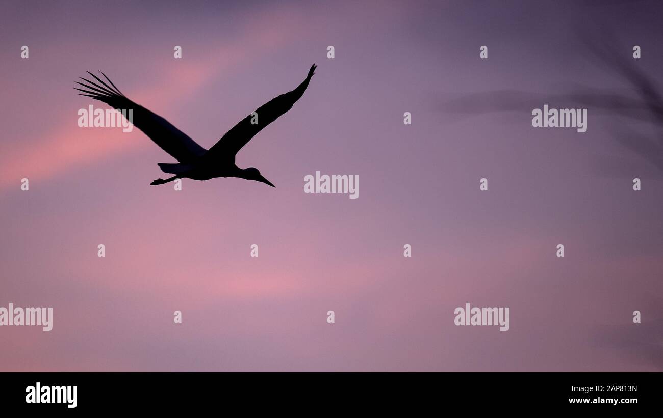 Bern, Germany. 21st Jan, 2020. A stork flies along in front of a sky coloured pink by the sunset. An unusually large number of storks spend the winter in northern Lower Saxony instead of flying south. Credit: Sina Schuldt/dpa/Alamy Live News Stock Photo