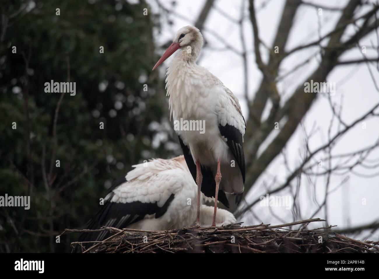 Bern, Germany. 21st Jan, 2020. Two storks stand on a nest. An unusually large number of storks spend the winter in northern Lower Saxony instead of flying south. Credit: Sina Schuldt/dpa/Alamy Live News Stock Photo