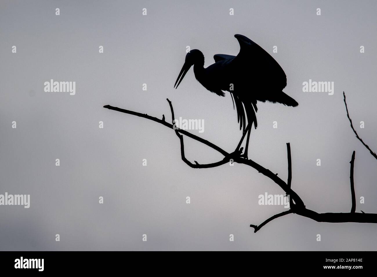 Bern, Germany. 21st Jan, 2020. A stork stands on a branch. An unusually large number of storks spend the winter in northern Lower Saxony instead of flying south. Credit: Sina Schuldt/dpa/Alamy Live News Stock Photo