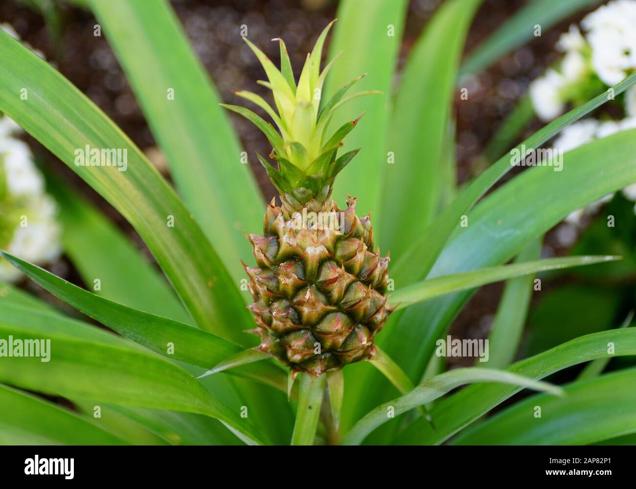 Tiny pineapple Ananas Comosus from a bromeliad family Stock Photo