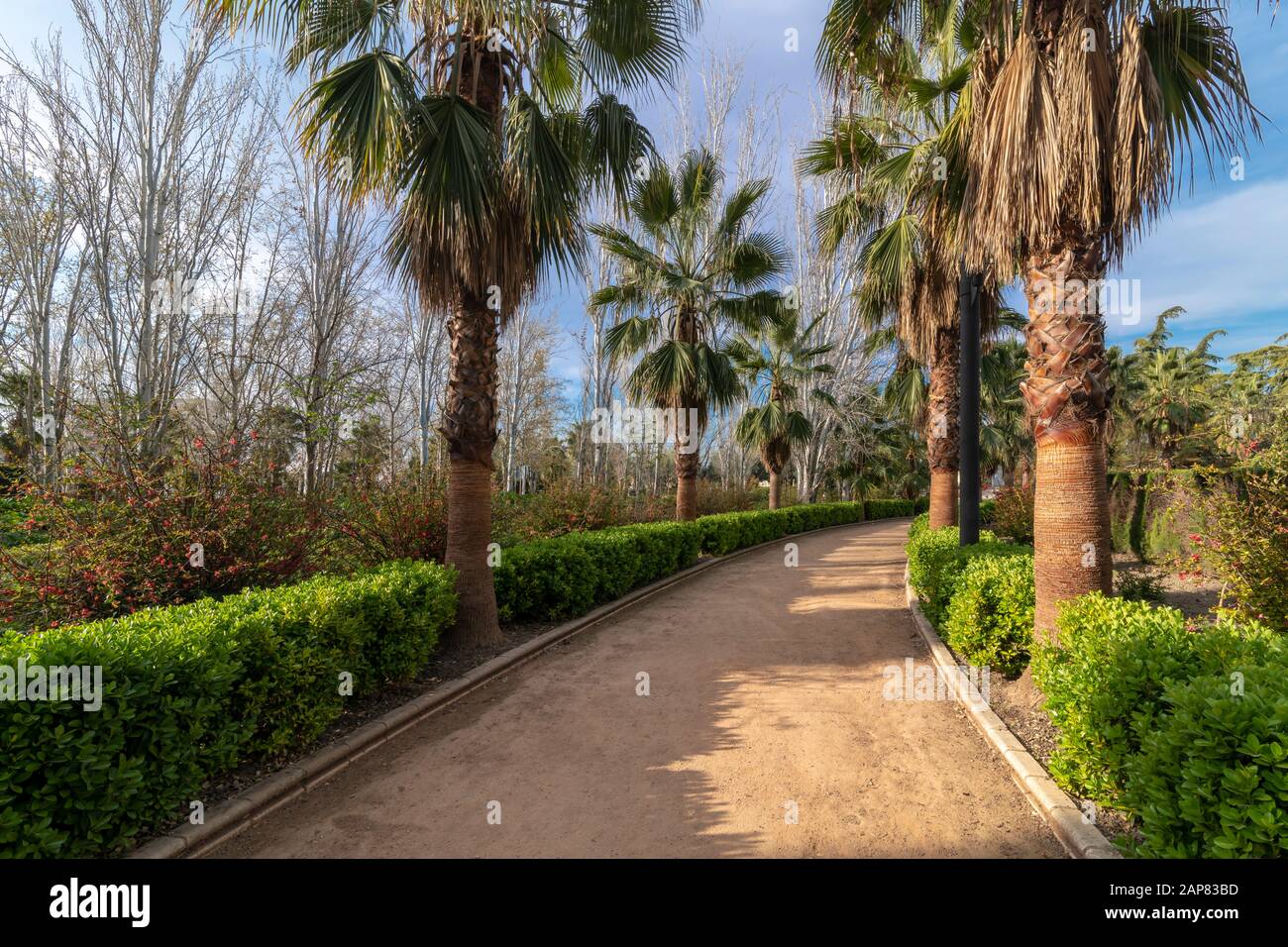 Palm alley way hi-res stock photography and images - Alamy