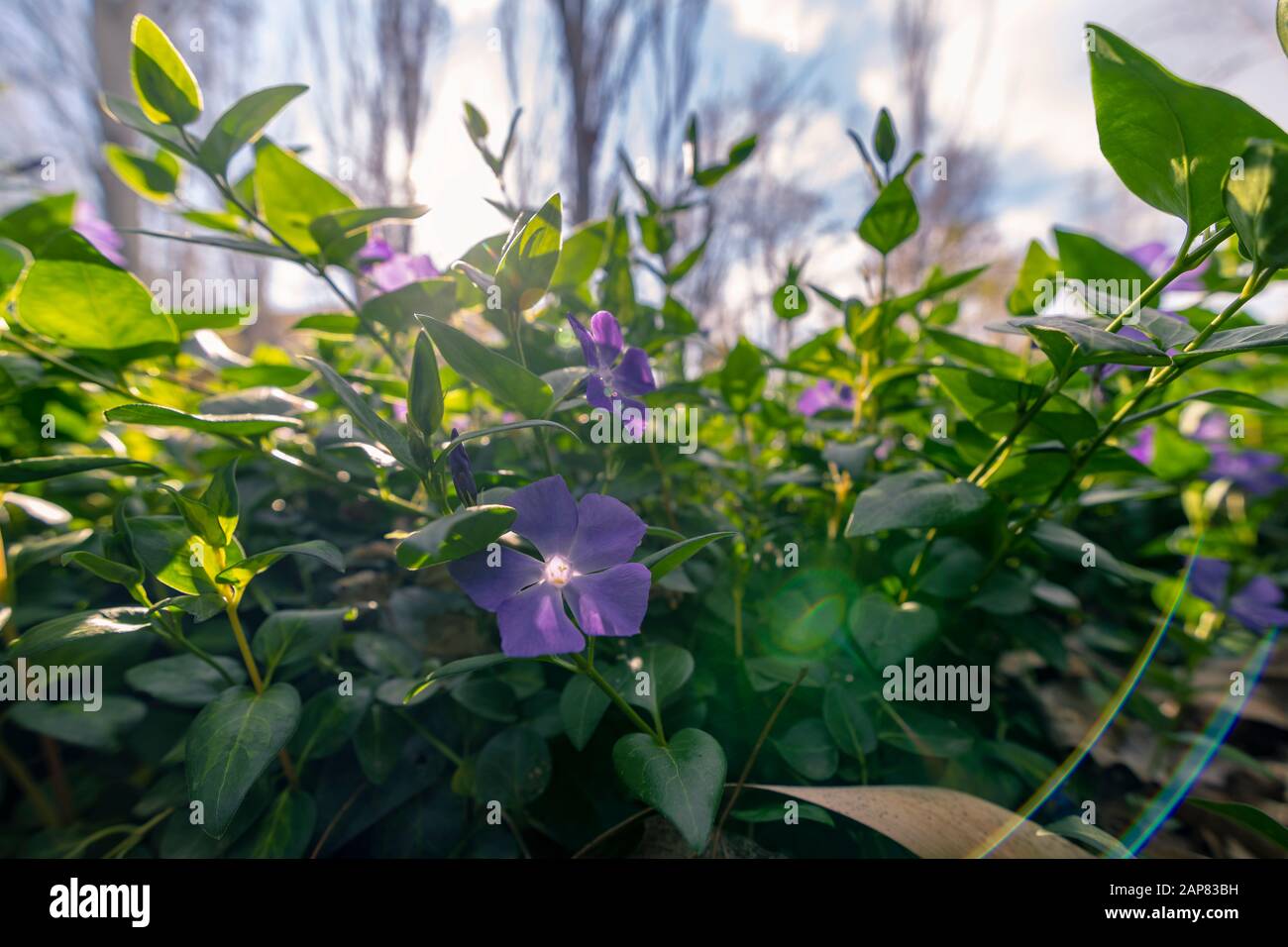 Ipomoea Nil is a species of plant of the family Convolvulaceae. Stock Photo