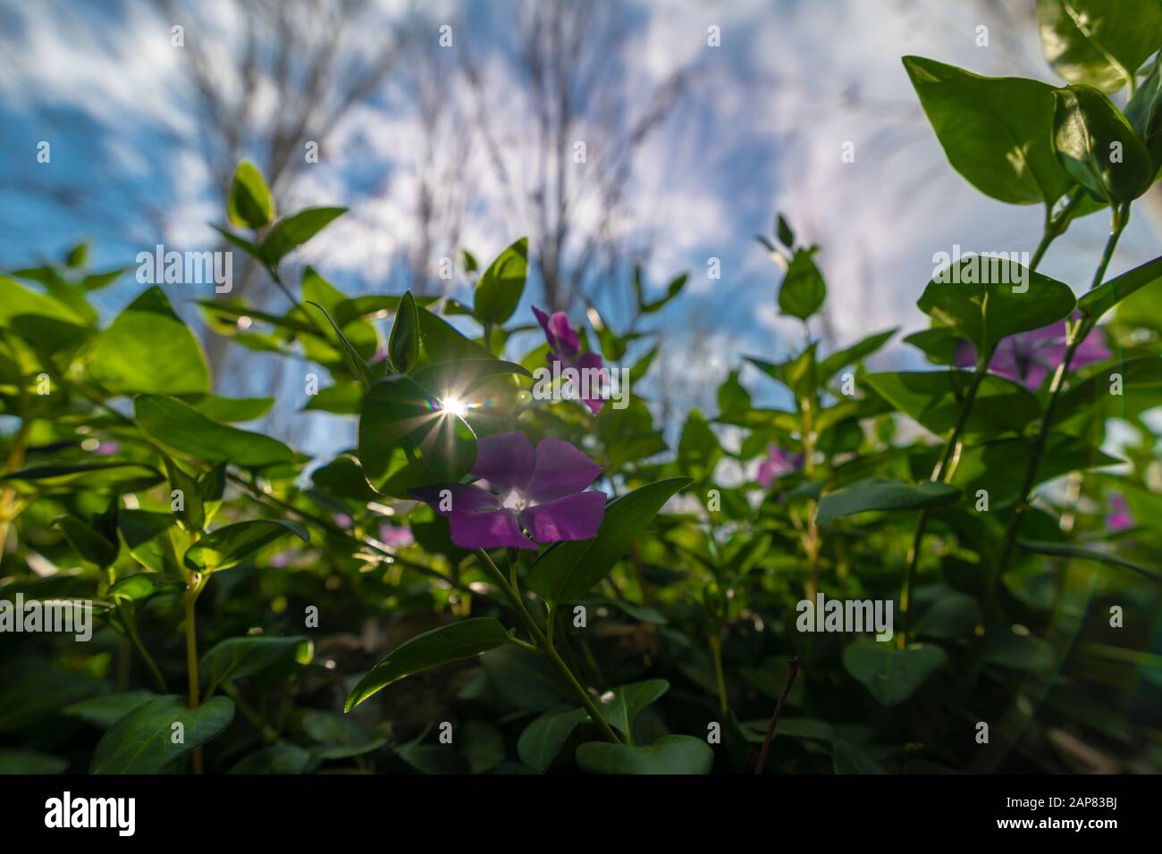 Ipomoea Nil is a species of plant of the family Convolvulaceae. Stock Photo
