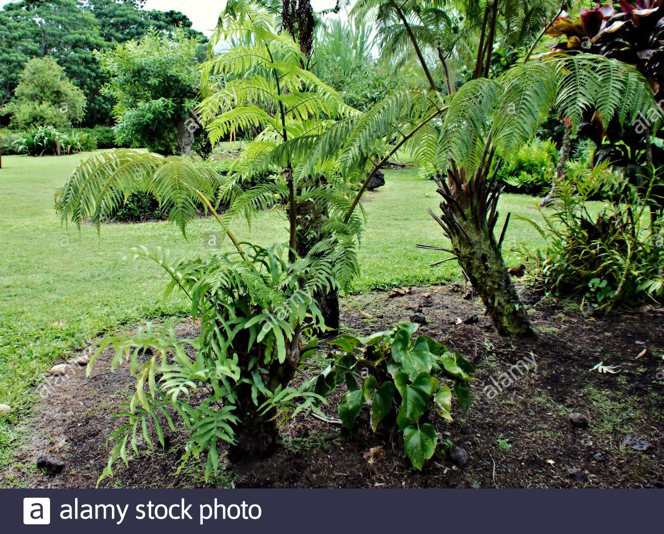 Tropical Garden Planting In A Landscaped Backyard Stock Photo